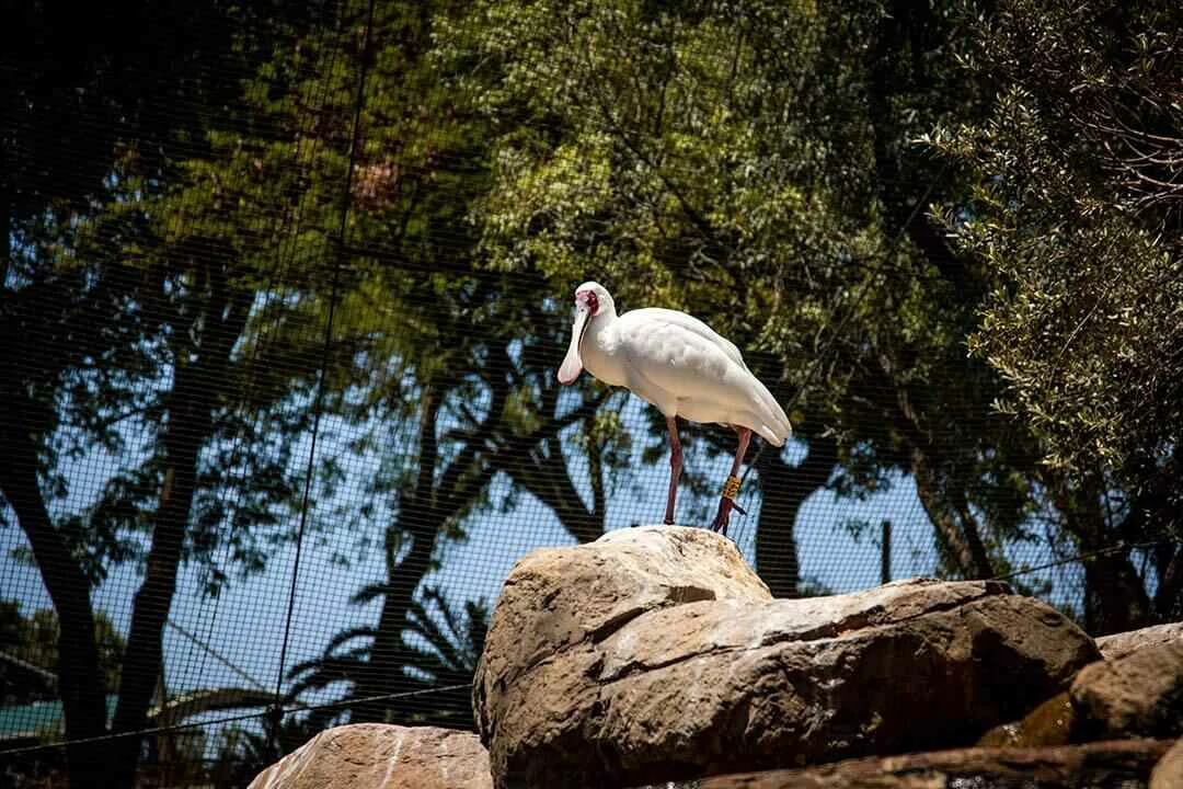 African Spoonbill Wide